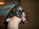 11 Min.old